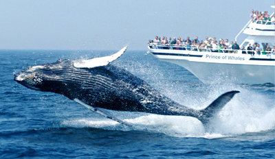 Whale watching